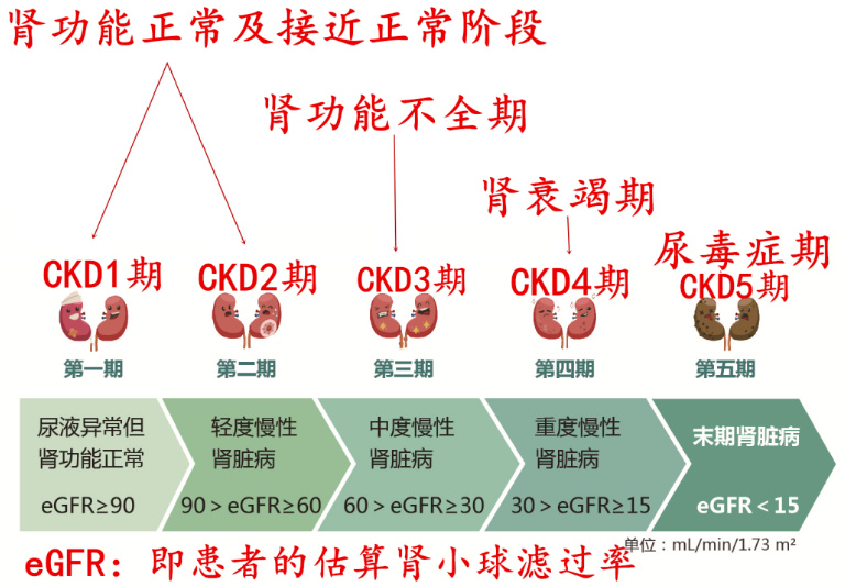 最新肾脏研究揭秘，探索肾脏健康的新领域