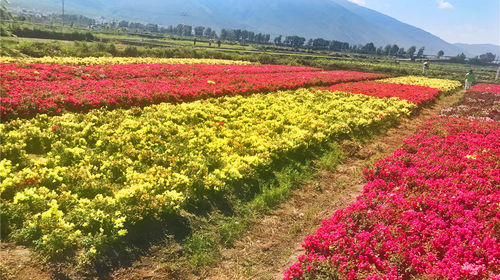 花语牧场最新图片，自然与美好的和谐交织