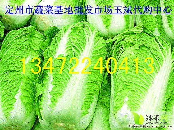 定州白菜价格最新动态分析