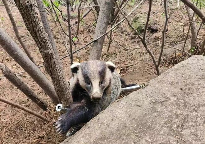 最新猎獾视频揭秘，猎手生存之道探索