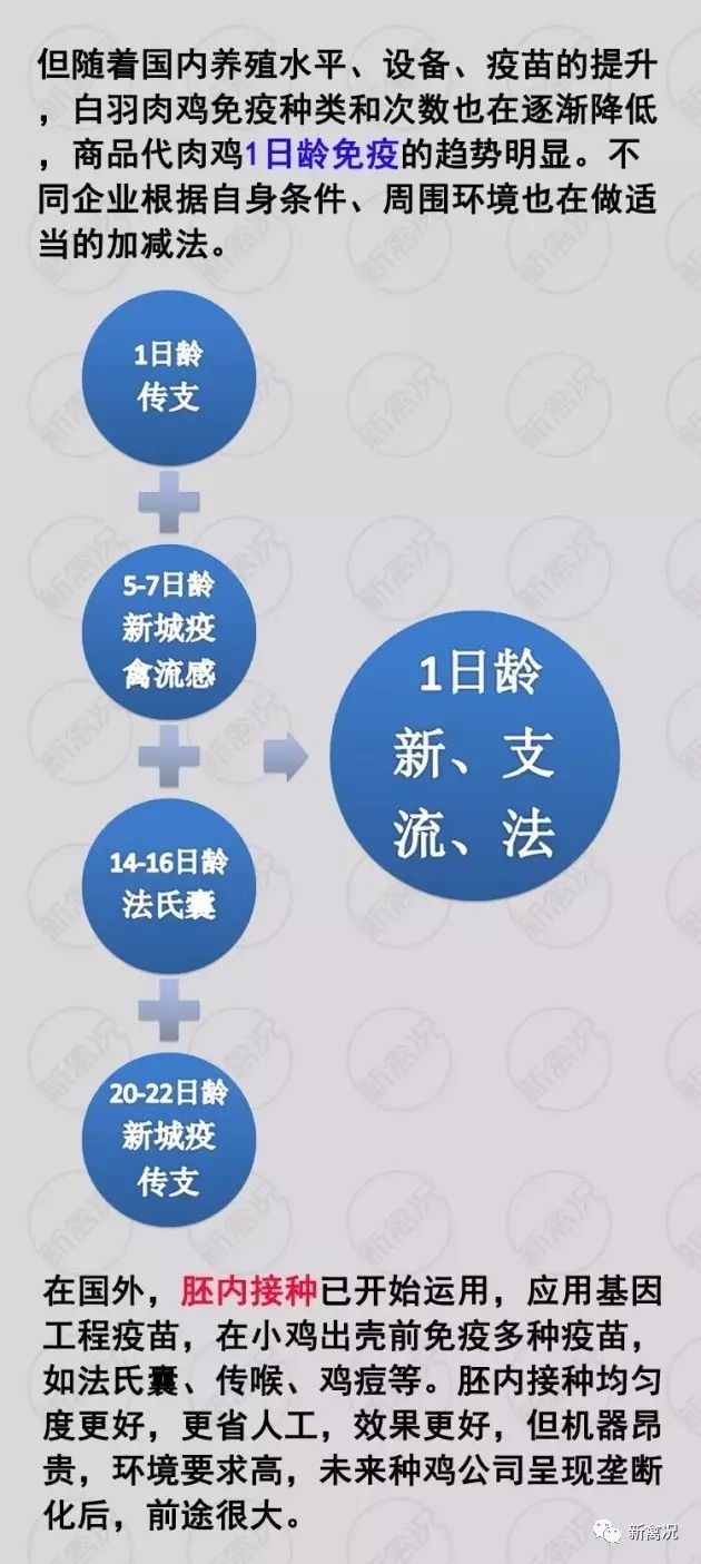 肉鸡最新防疫程序概述