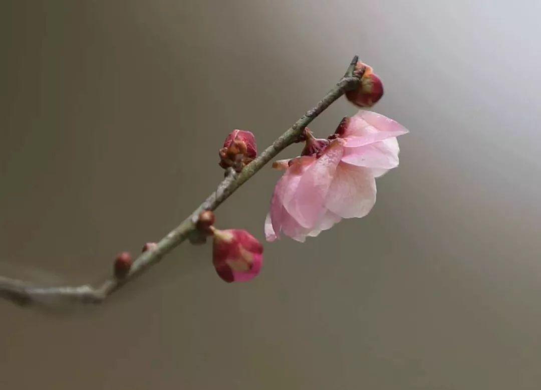 梅花醉人，在线阅读的魅力与畅想之旅