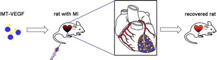 心肌再生研究的最新进展