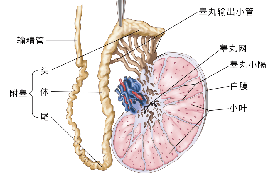 未来生育技术革命，探索永久最新精子窝的革命性进展