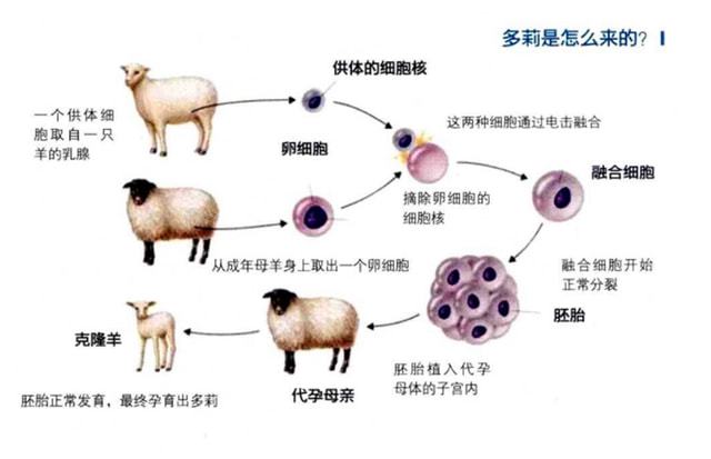 克隆技术最新情况，进展、挑战与未来展望