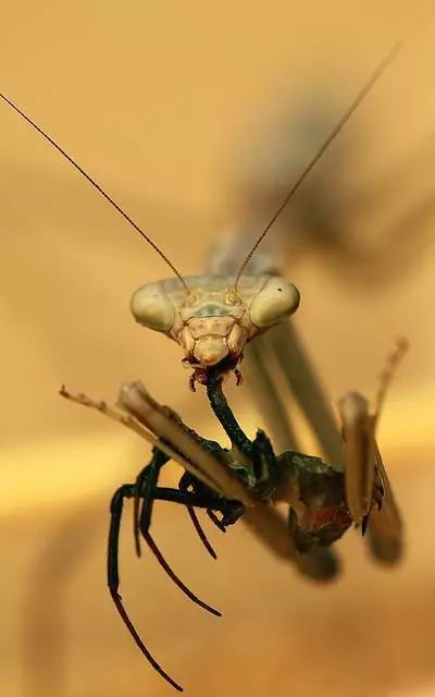 螳螂最新视频揭秘自然界生物奥秘